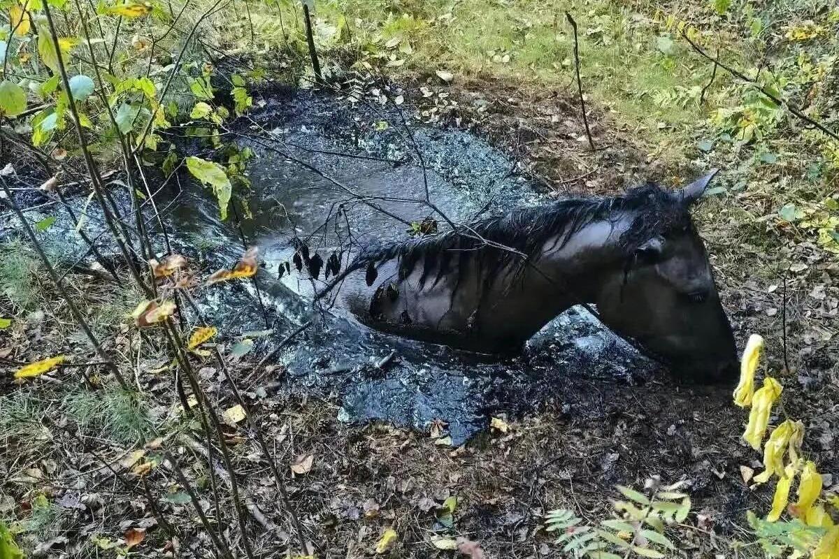 В Брянске спасатели три часа вытаскивали коня из битумной ямы
