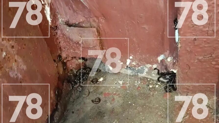 Черви атаковали подъезд многоэтажки в Петербурге