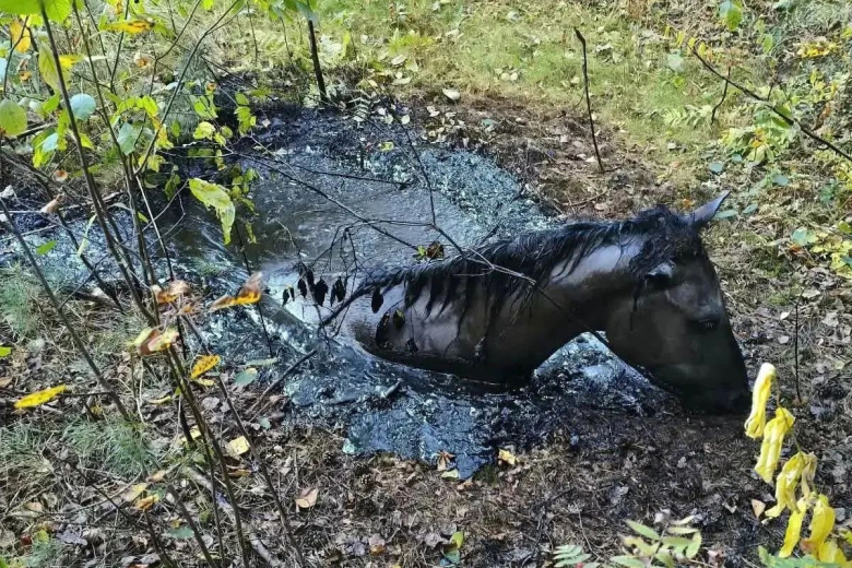 Спасатели почти три часа освобождали коня из битумной ямы под Брянском