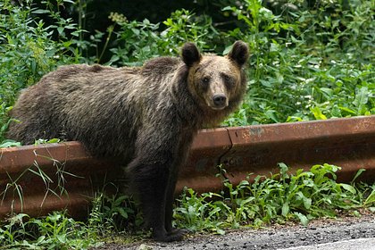 В российском регионе из-за медведей ввели режим повышенной готовности