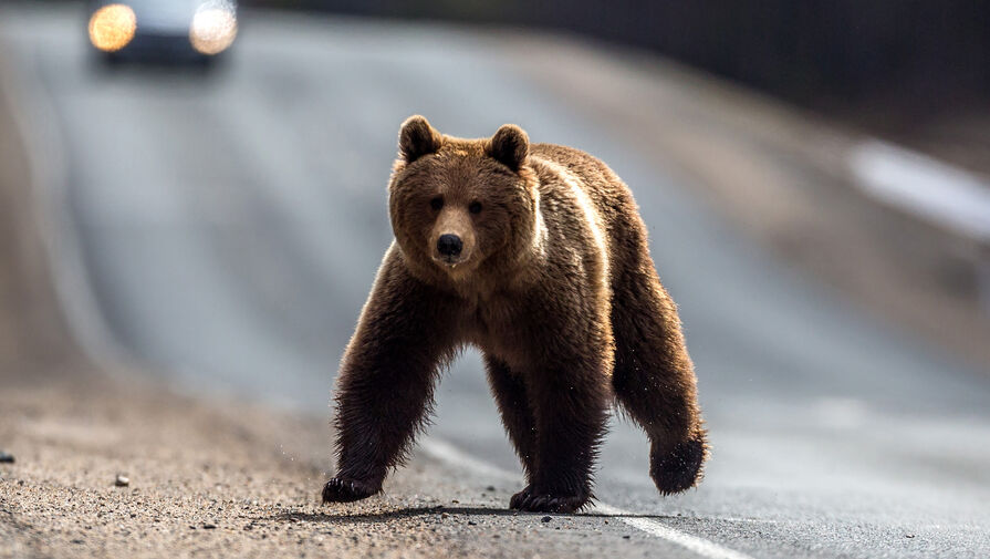 Косолапого избирателя встретили члены комиссии по пути на выборы в Краснодарском крае