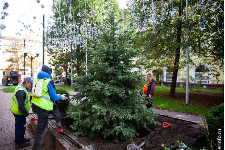 Новые ели вместо высохших высадили в сквере на Верещагина в Череповце