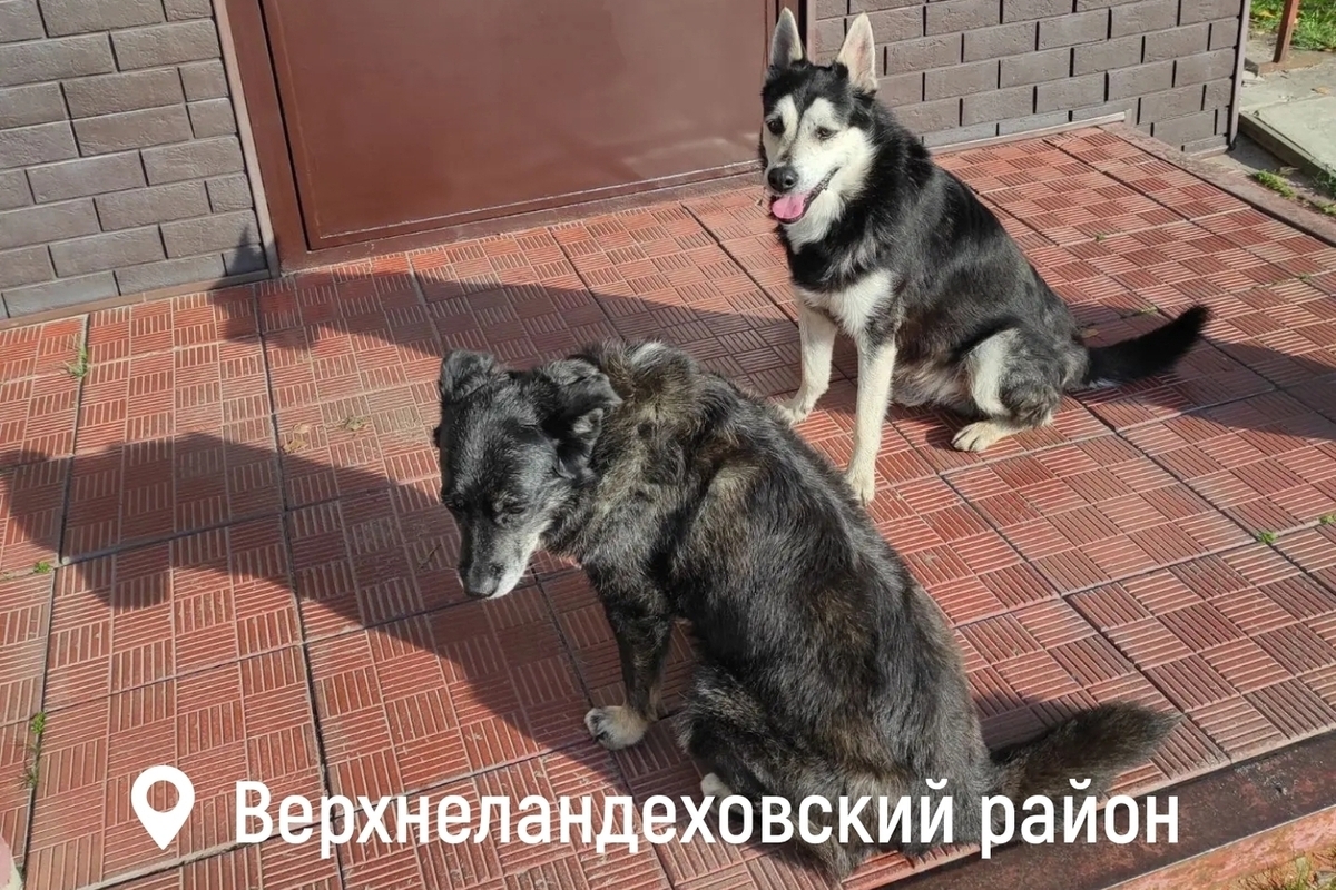 Выборы в Ивановской области с участием пушистых инспекторов