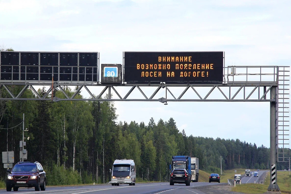 У Лосей в Карелии начался брачный период, автомобилистам приготовиться