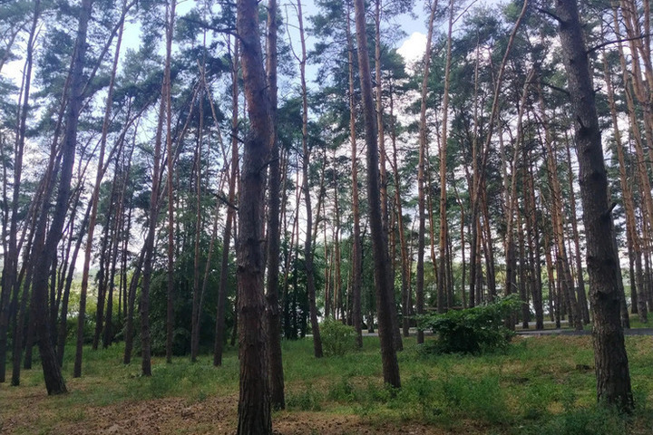 Шуваев отметил вклад работников лесной отрасли в приумножение зеленого каркаса Белгородской области