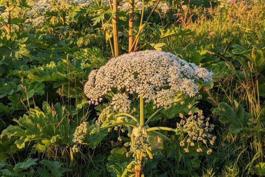 Земля на 122 га петербургского РАН в Новгороде постепенно зарастает сорняками