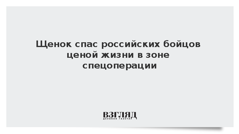 Щенок спас российских бойцов ценой жизни в зоне спецоперации