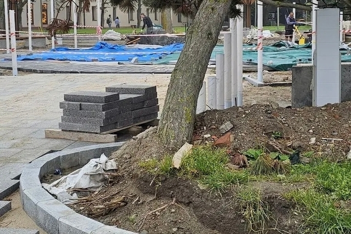 В Зеленоградске подрядчика оштрафовали за повреждение корней 19 деревьев