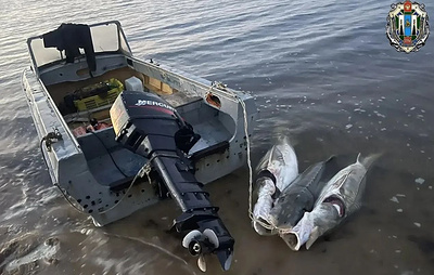 На Сахалине спасли выловленную браконьерами краснокнижную калугу