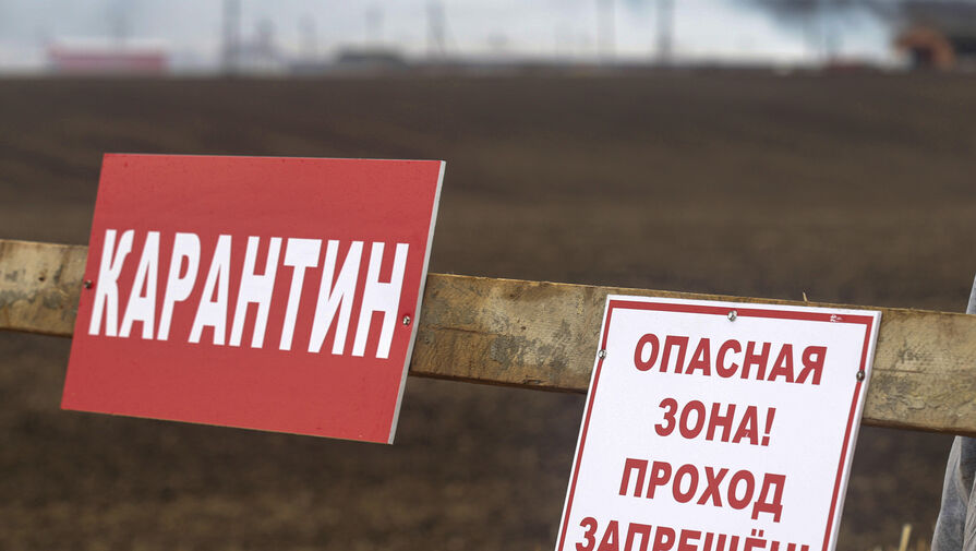 В подмосковном селе обнаружен очаг бешенства