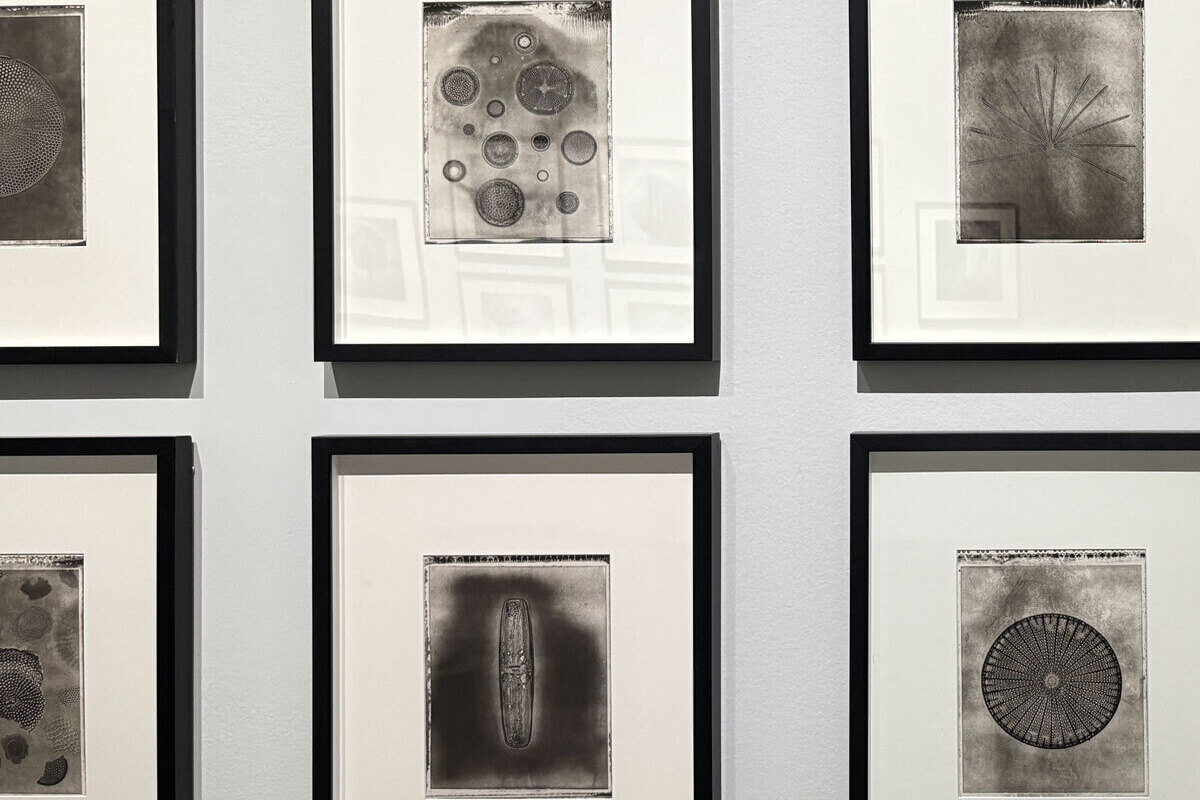 Фитопланктон — это искусство: немецкий фотограф превратил микромир в творческое исследование