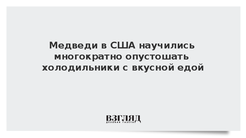 WP: В США зафиксировали резкий рост числа встреч людей с медведями