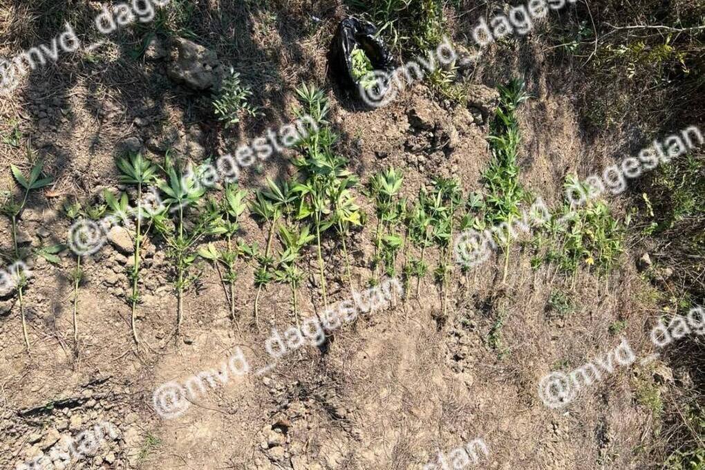 В Дагестане у мужчины изъяли 37 кустов культивированной конопли