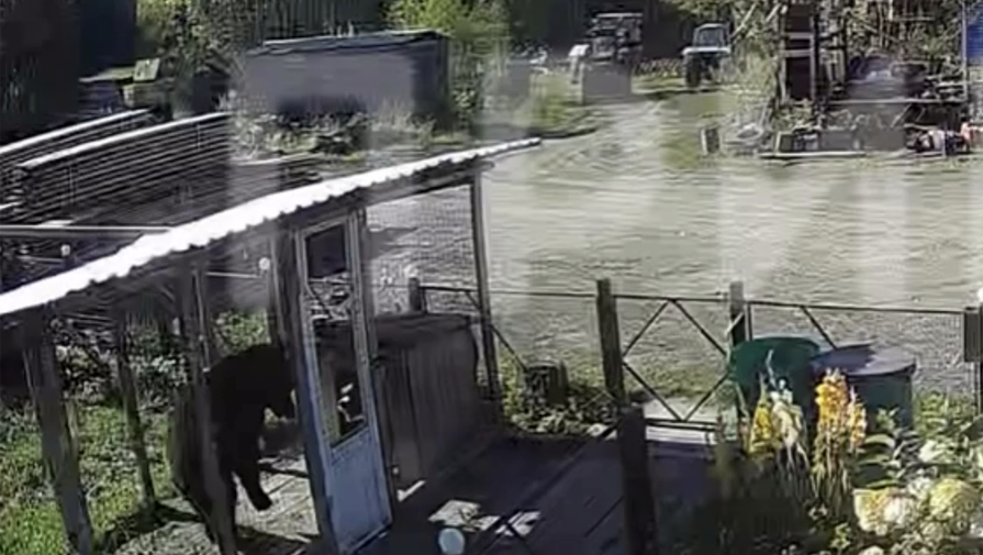 Медведь чуть не загрыз собаку в Красноярском крае и попал на видео