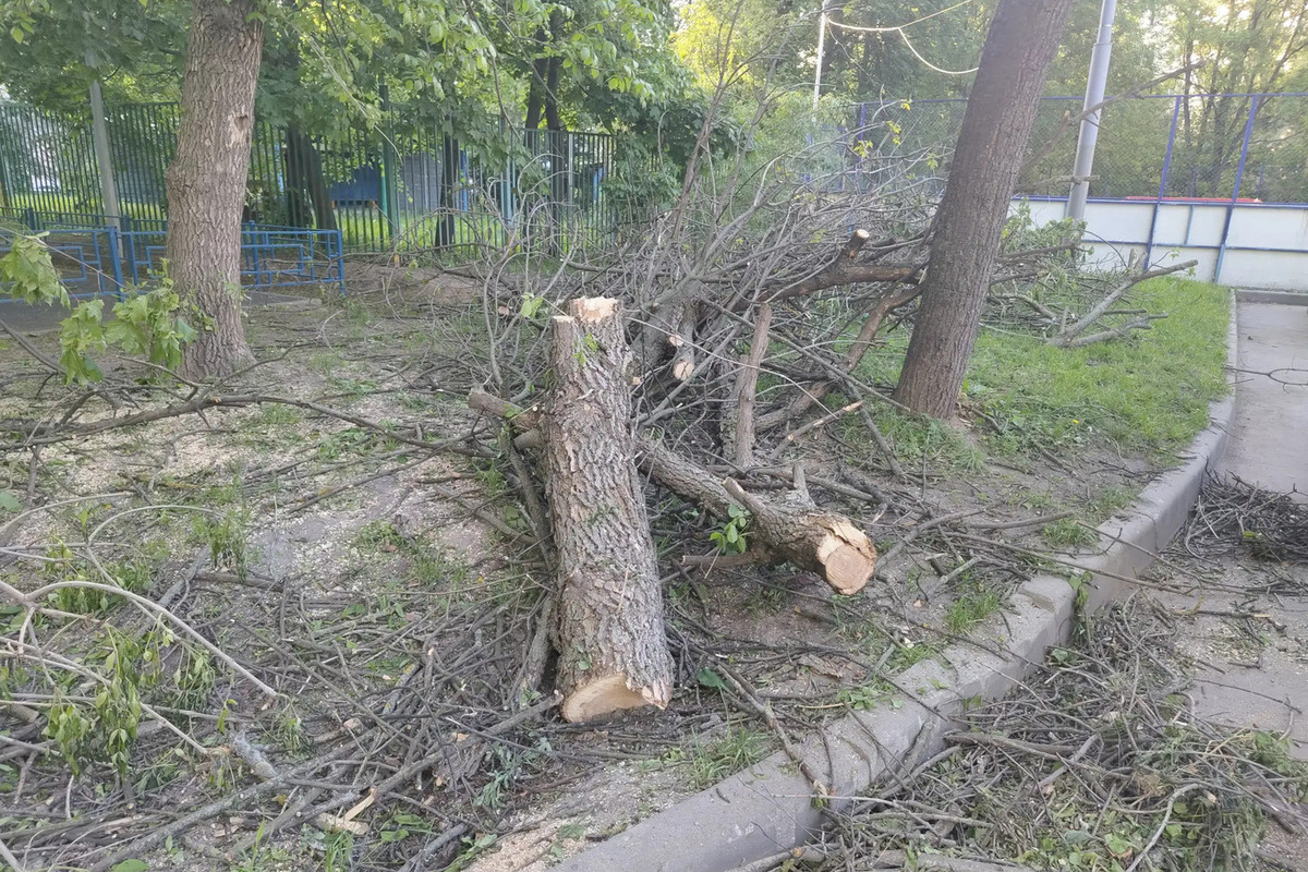 С арендатора в Калининграде требуют 2,3 млн рублей за уничтоженные деревья