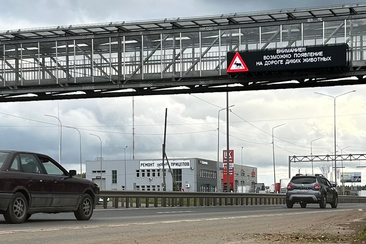 ДТП с лосями в Кировской области: статистика аварий и правила безопасности