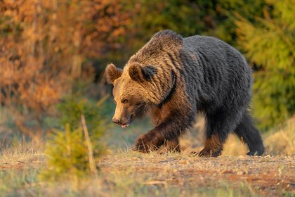 Стало известно о частых визитах медведей к домам под Москвой