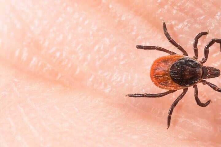 Чаще всего клещи кусают нижегородцев на Бору и в Дзержинске