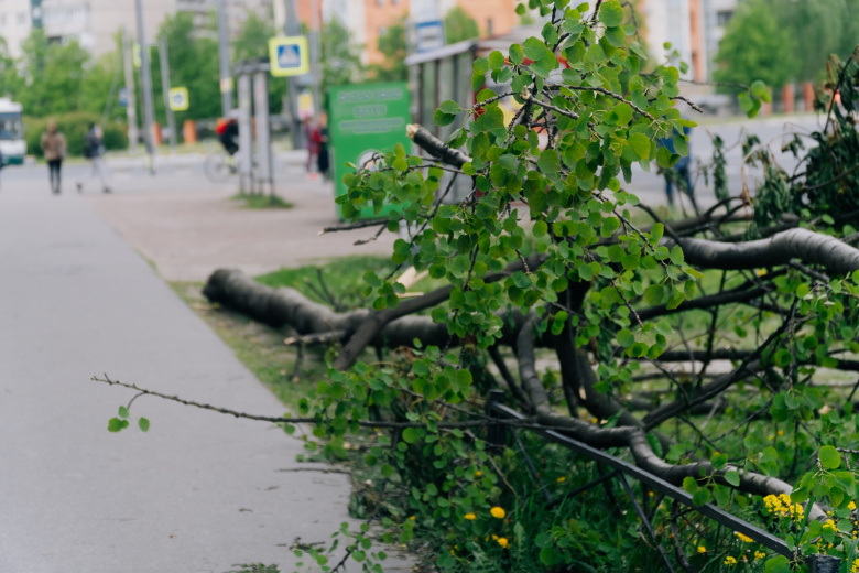 Появилось видео раздавленного деревом автобуса в Сочи