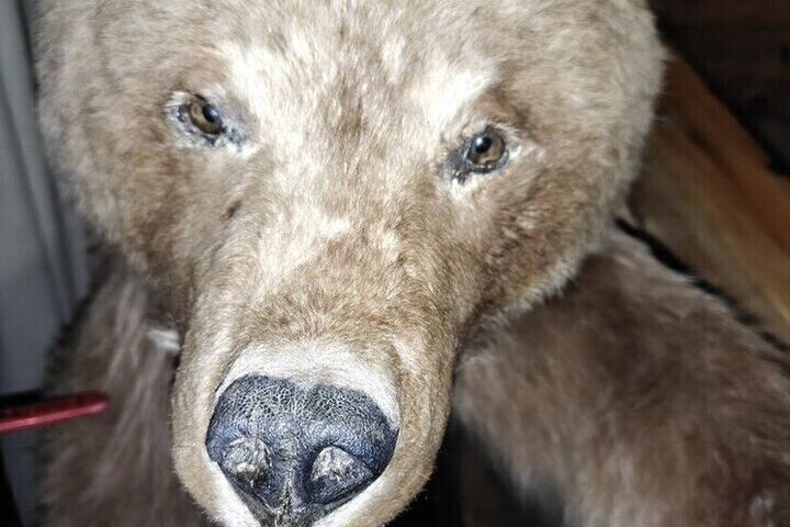 Косолапой походкой вышел медведь к дороге под Никелем