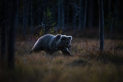 Назван срок залегания медведей в спячку