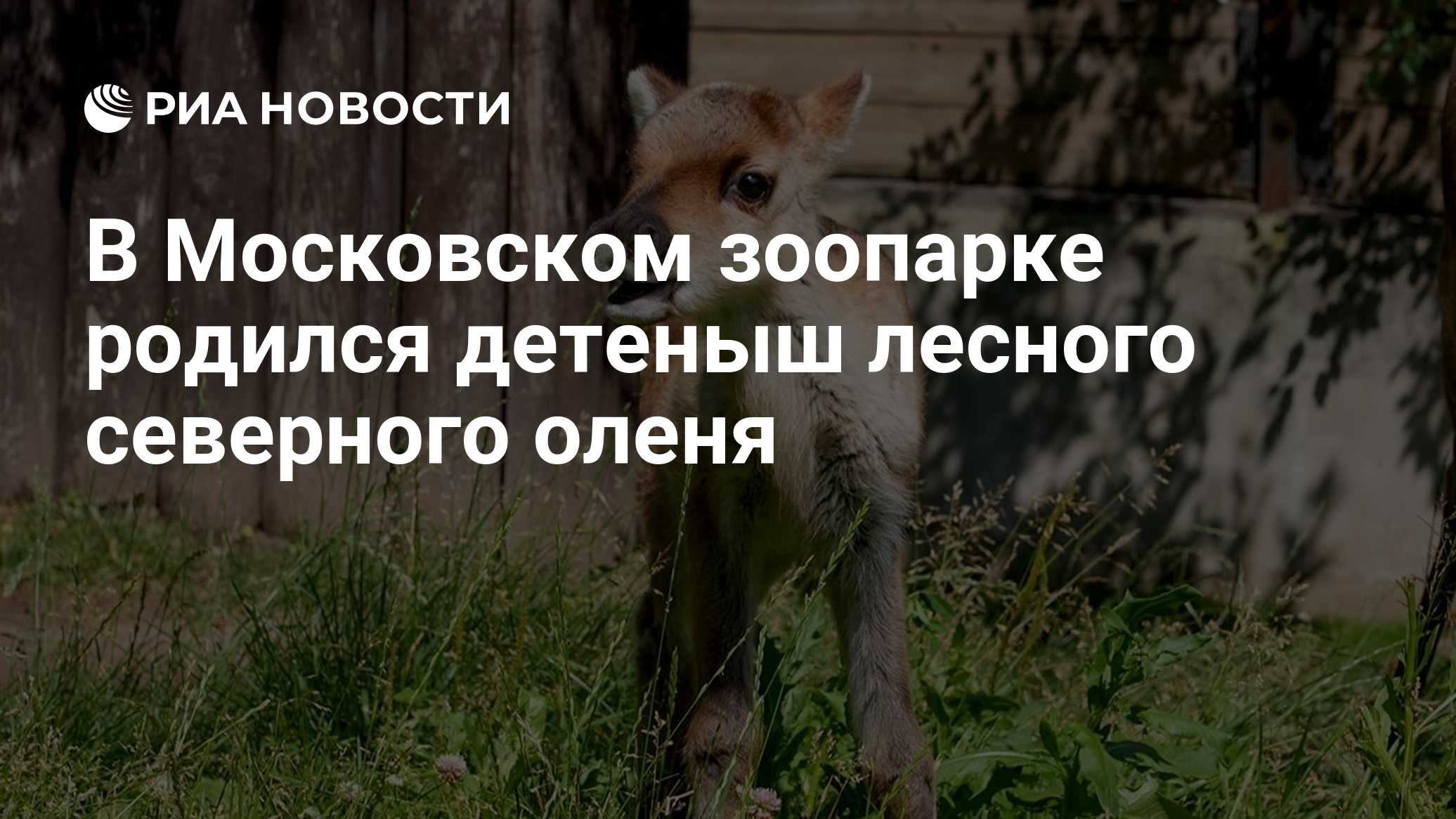 В Московском зоопарке родился детеныш лесного северного оленя
