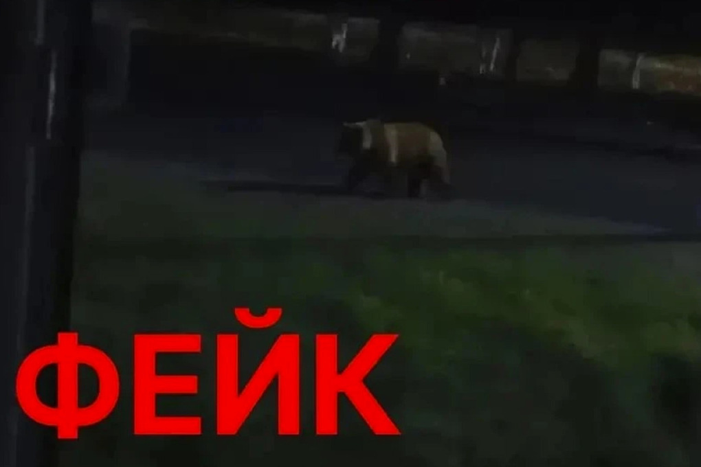 В Тобольске сообщения о медведях у домов оказались фейком
