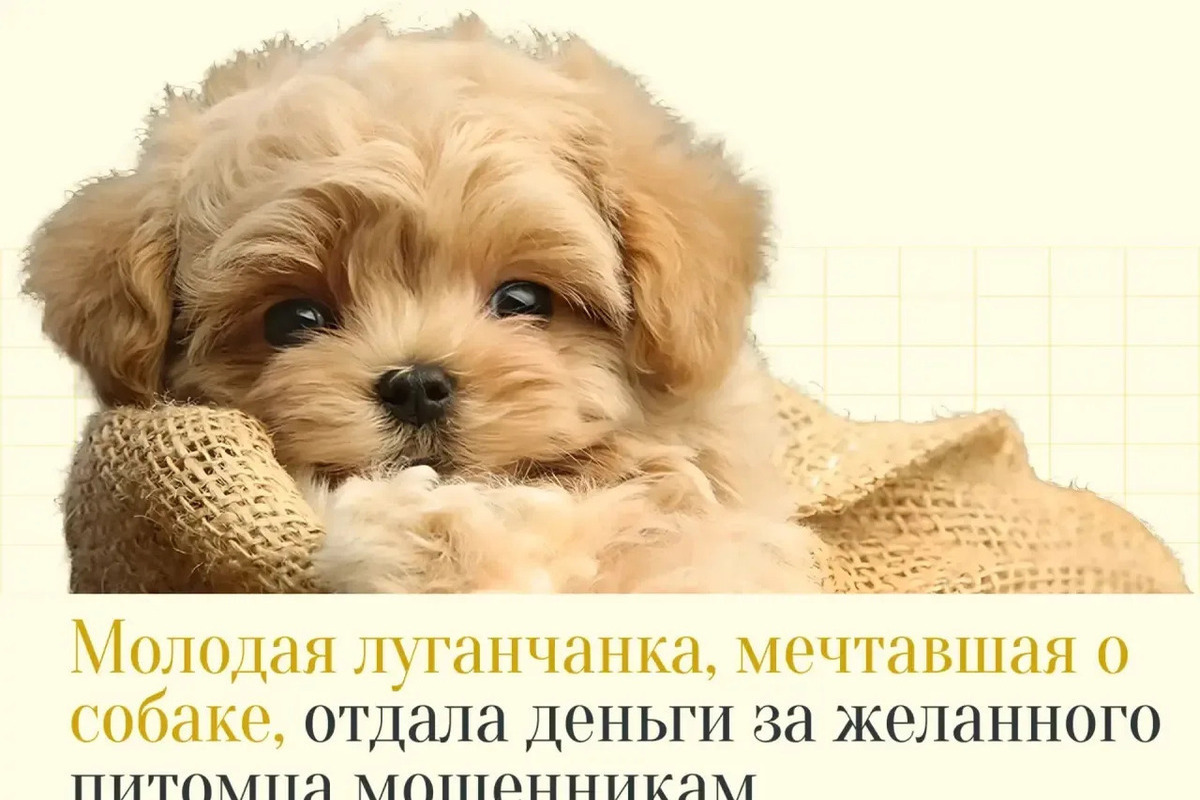 Луганчанка перевела мошенникам 21 тысячу за несуществующего щенка мальтипу