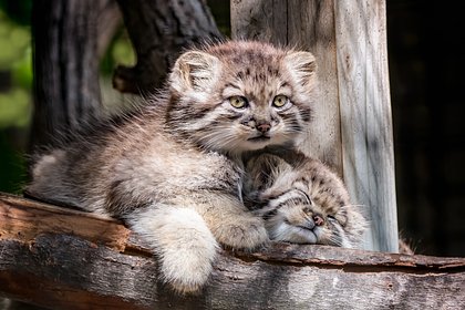 Рекордное для России количество котят манула попало в объектив фотоловушки