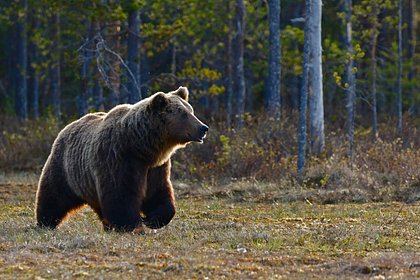 Россиянам объяснили причину участившихся нападений медведей на людей
