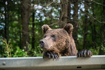 Стало известно о новом нападении медведя на россиян