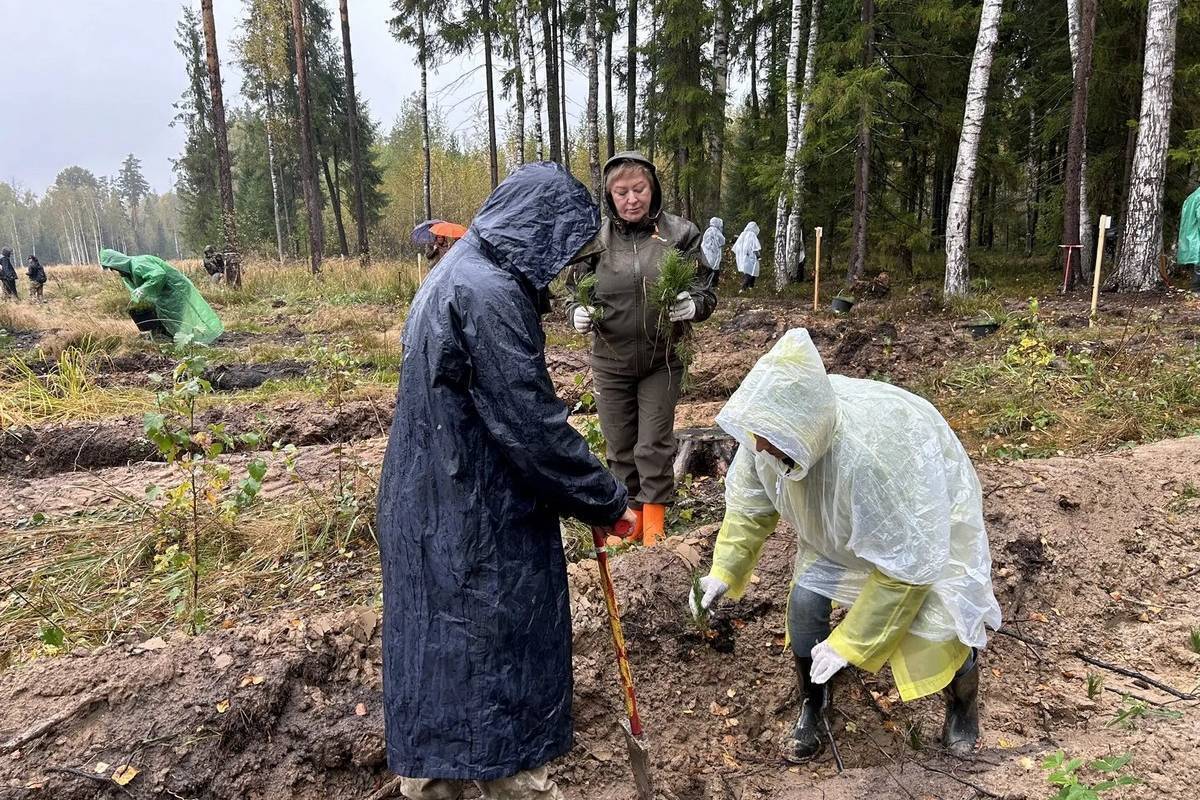 В Рязанской области высадят более 12 тысяч саженцев хвойных деревьев