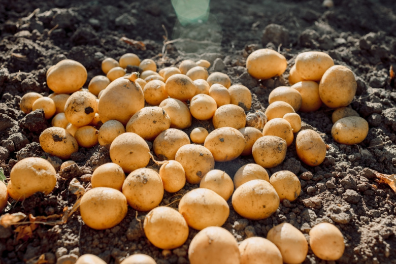 Отец посадил сына за руль Lexus, чтобы вскопать картошку