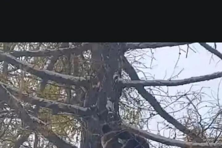 В Бурятии очевидцы сняли на видео медведя на дереве