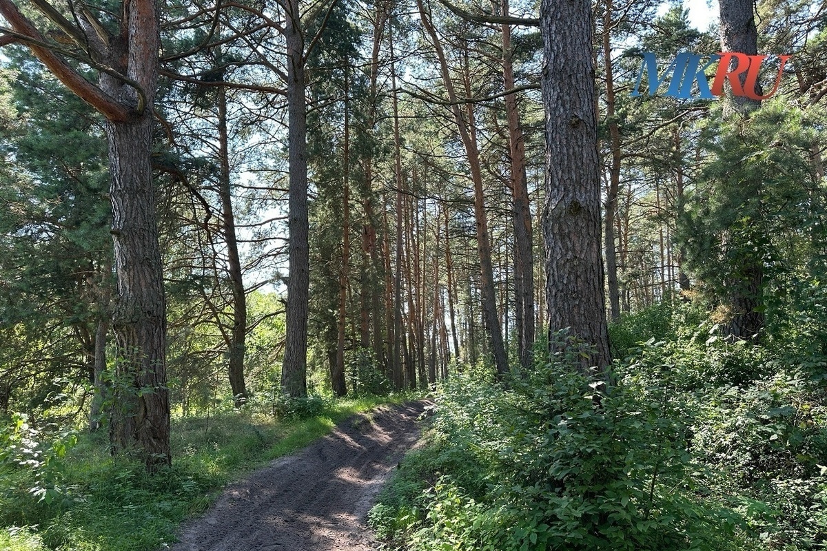 Калужан зовут сажать живые ели