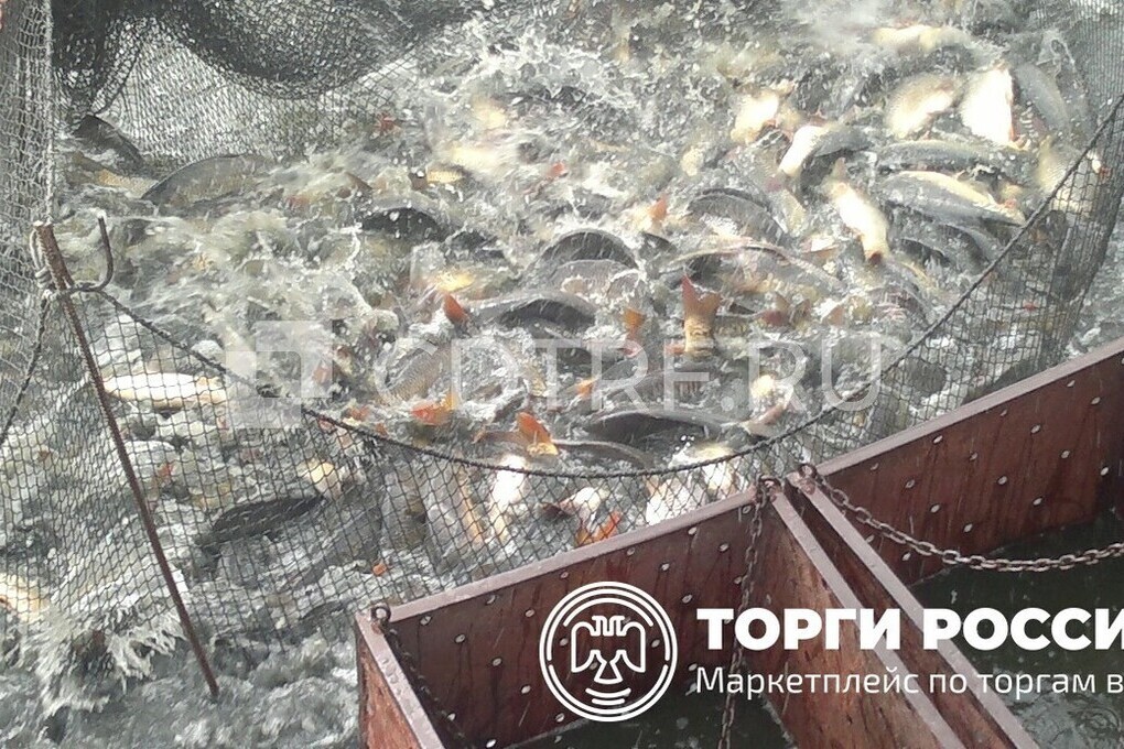 Крупный рыбоводческий комплекс на Дону продают за полмиллиарда рублей