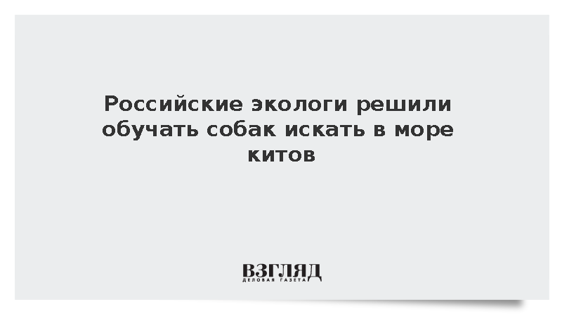 Российские экологи решили обучать собак искать в море китов