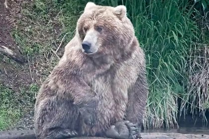 Выбран самый впечатляюще зажиревший к зиме медведь