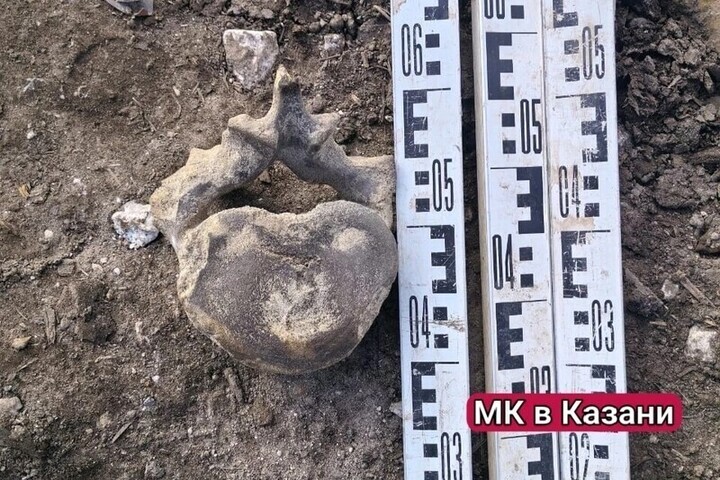 Фрагмент скелета огромного существа нашли на месте раскопок в Казани