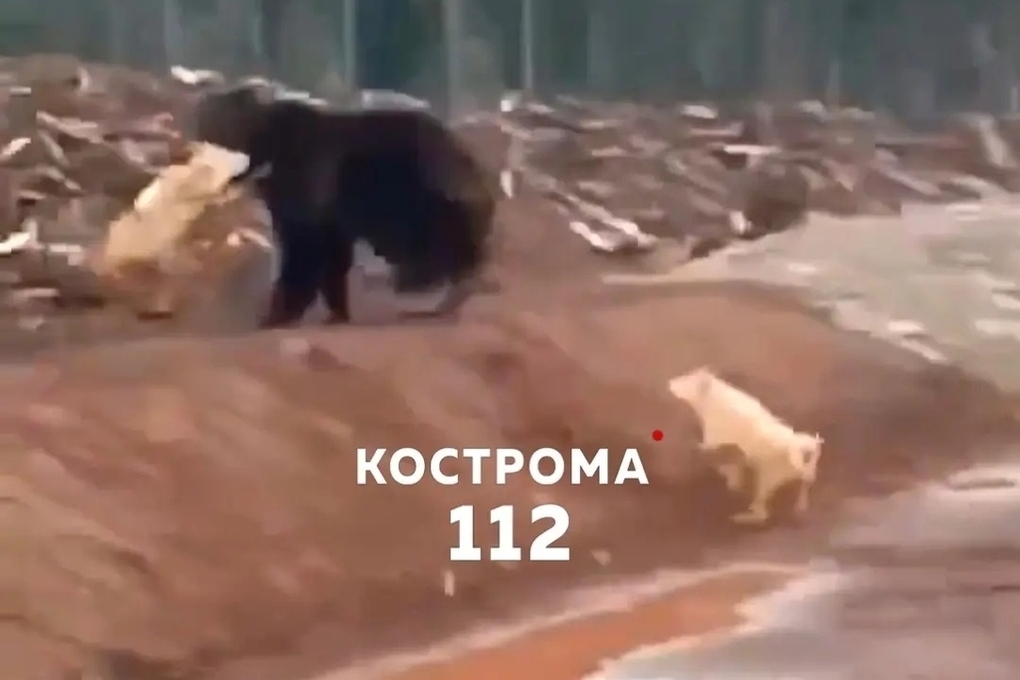 Костромские фейки: кто-то возвел напраслину на медведей Судиславского района