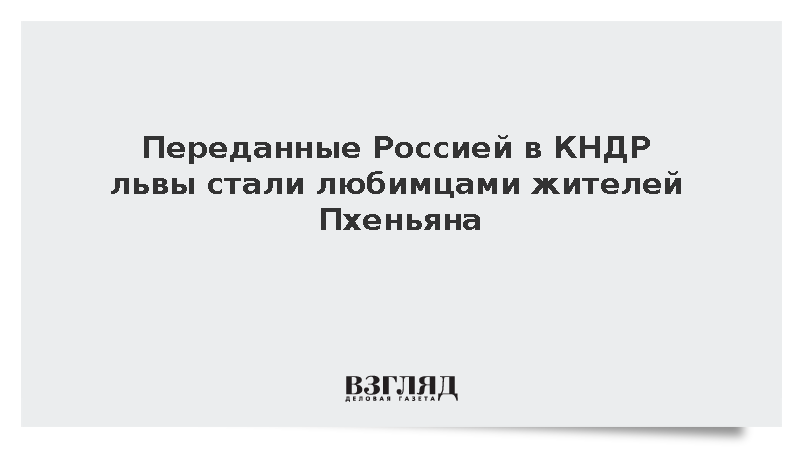 Переданные Россией в КНДР львы стали любимцами жителей Пхеньяна
