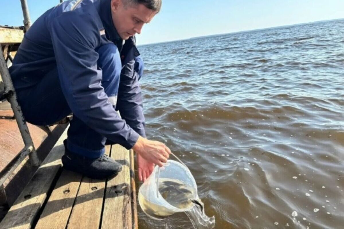 В Костромской области выпустили в Волгу 60 тысяч мальков сазана