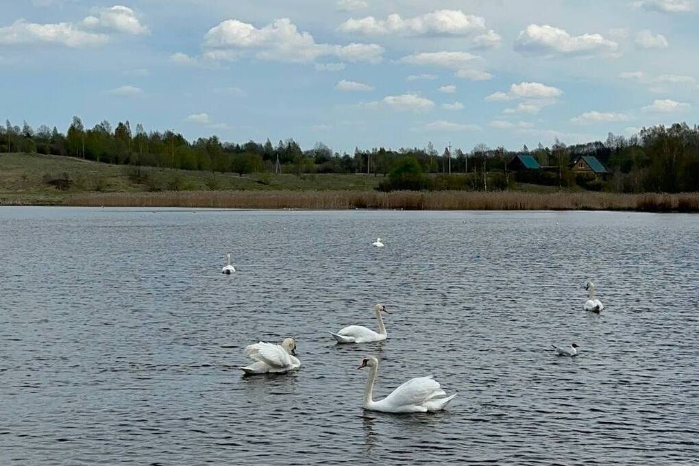 Перелетные птицы начали покидать Мурманскую область