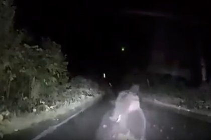 Медведица набросилась на автомобиль женщины и попала на видео