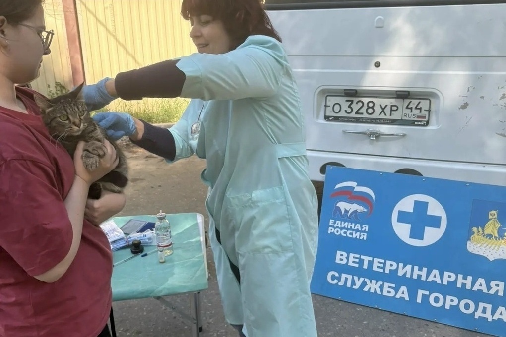 Костромичи смогут бесплатно привить своих домашних питомцев от бешенства