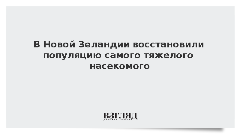 В Новой Зеландии восстановили популяцию самого тяжелого насекомого в мире