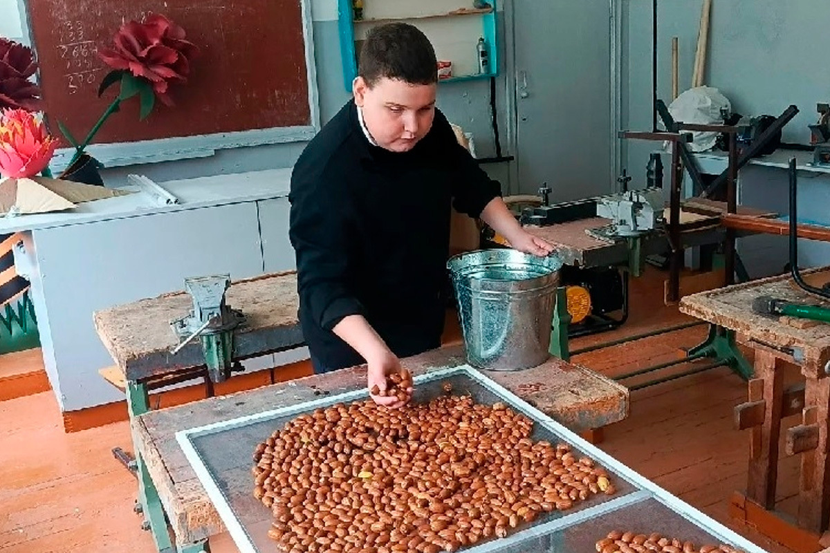 Липецкие школьники собрали 60 килограммов желудей для лесного питомника