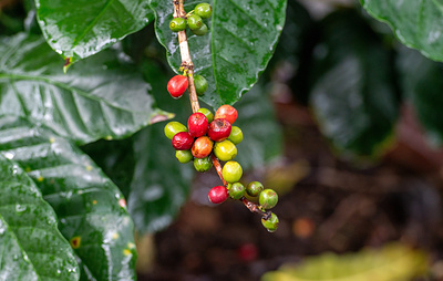 Сьерра-Леоне готова сдавать России в аренду земли для выращивания кофе