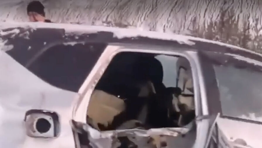 Медведь разворотил несколько машин на парковке в Свердловской области