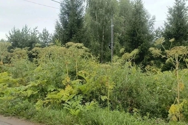 В Вязниковском районе прокуратура потребовала уничтожить заросли борщевика